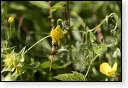 libellen libel insect insecten juffers juffer odonata anisoptera zygoptera waterjuffers fauna waterjuffer larve
